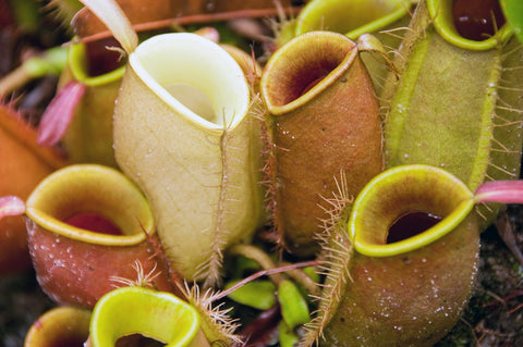 Doter pitcher plants benefit from pH-balanced soil mix for indoor use