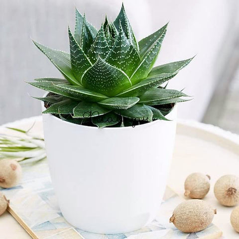 Doter resealable bag keeps potting mix fresh between uses
