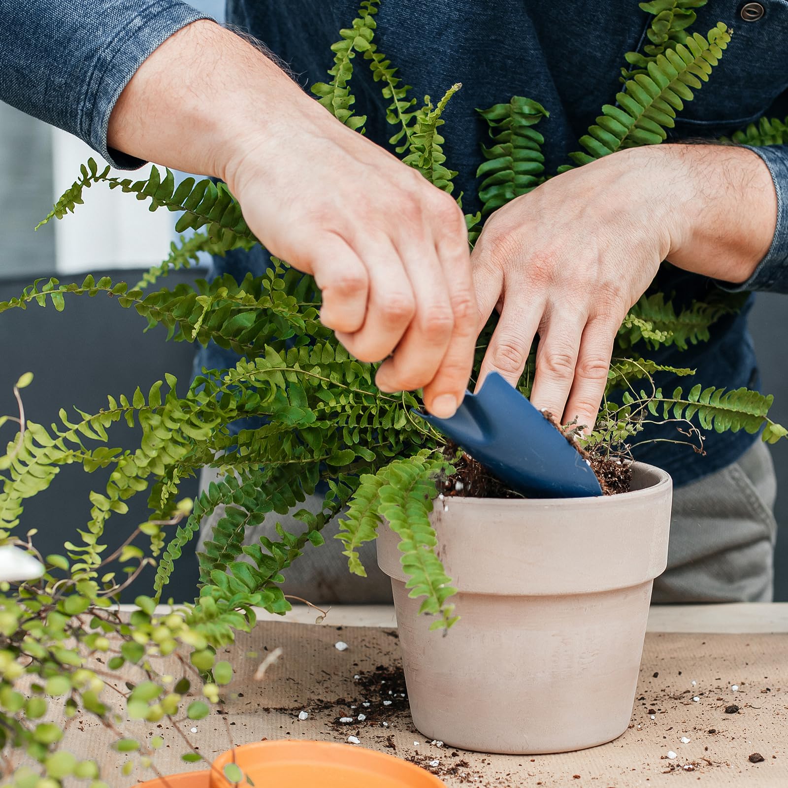 Doter soil drainage prevents waterlogged roots for ferns