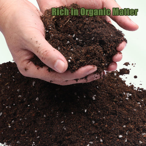 Doter fern soil in indoor setup supports lush fern foliage