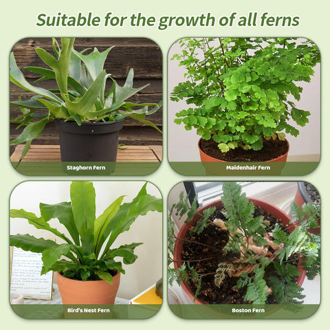 Doter fern soil versatile for indoor and outdoor plantings