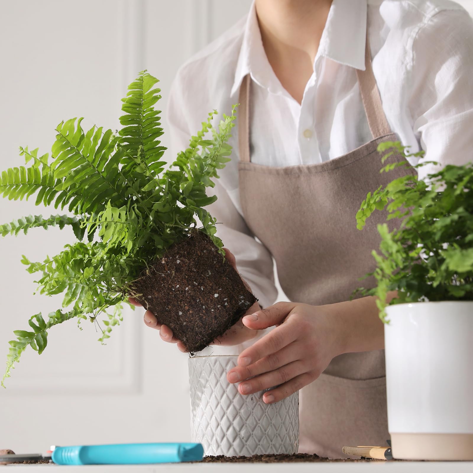 Doter fern soil close-up shows balanced nutrients for roots