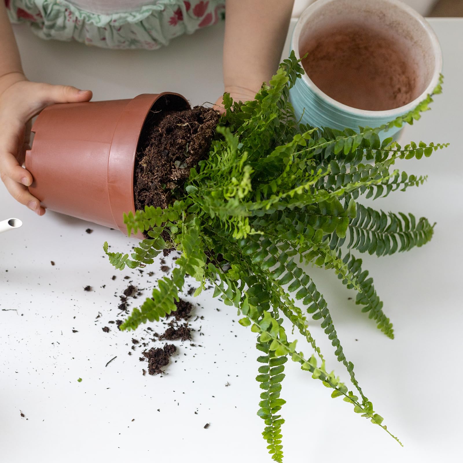 Doter potting mix texture in hand for easy planting