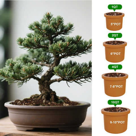 Doter Premium Bonsai Soil Mix packaging shows quality assurance and refund policy