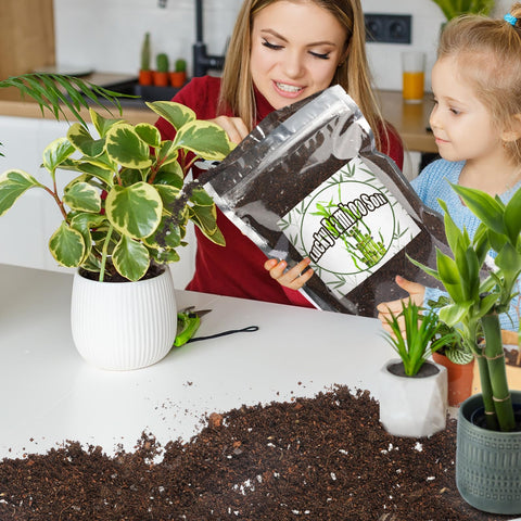 Doter soil blend packaging beside healthy Lucky Bamboo on a bright desk setup.