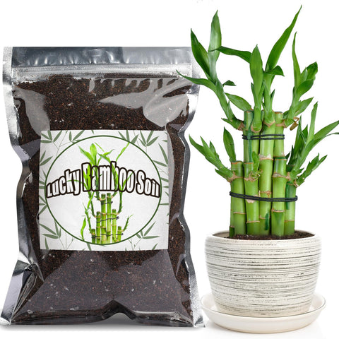 Doter Premium Lucky Bamboo soil mix 2qt package ready to use for easy setup.