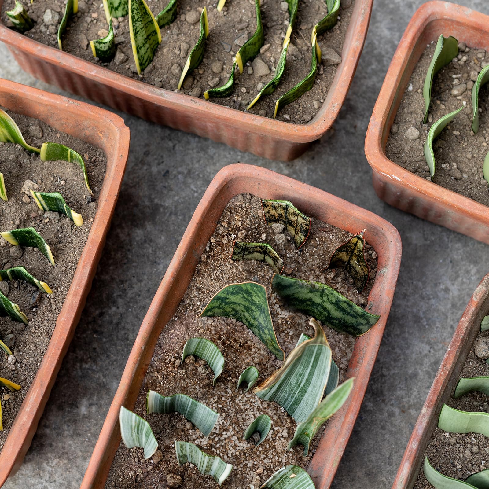 Doter moisture-retention feature in action shows balanced hydration for cuttings.