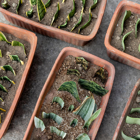 Doter moisture-retention feature in action shows balanced hydration for cuttings.