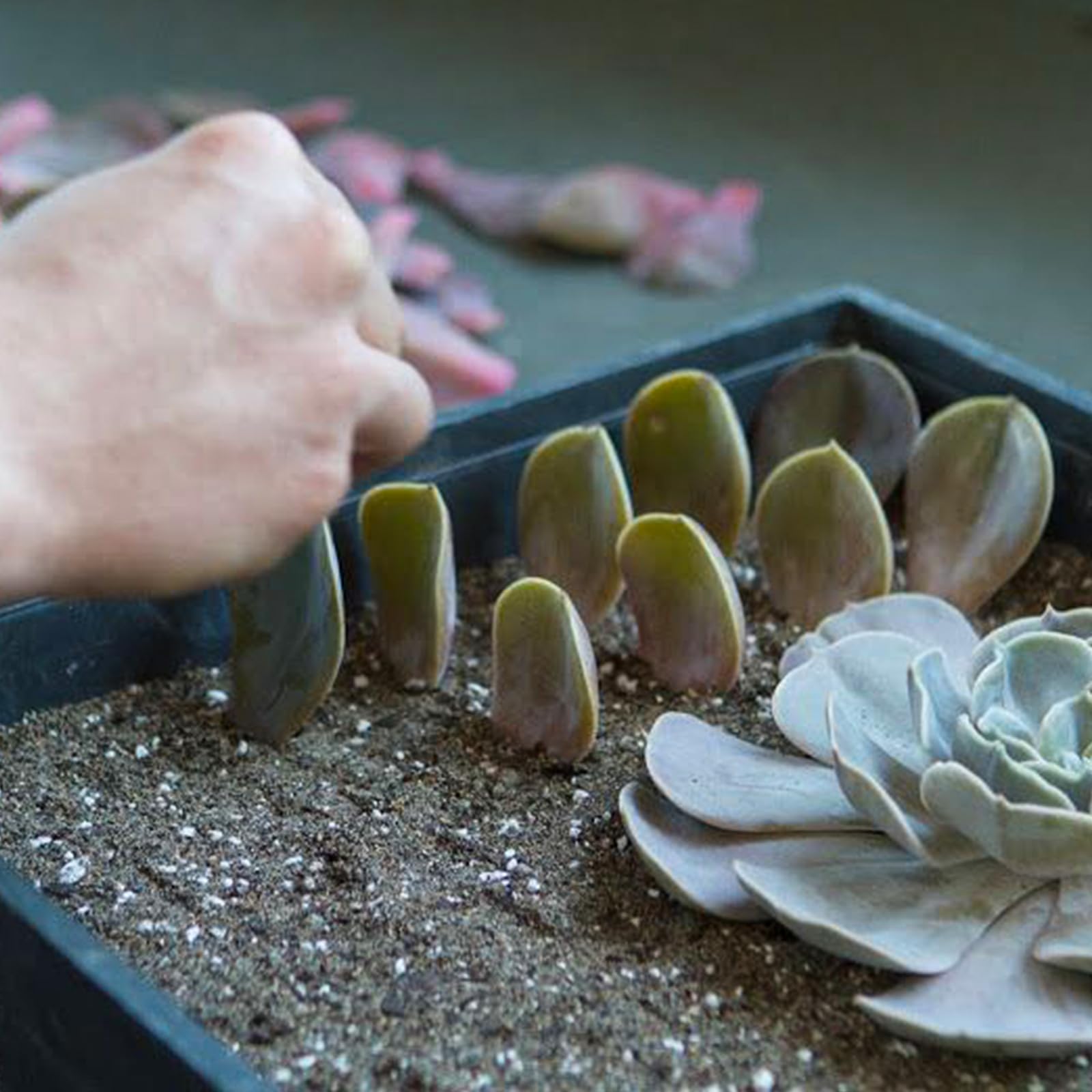 Doter rooting cuttings soaking in mix demonstrates optimum airflow and drainage.