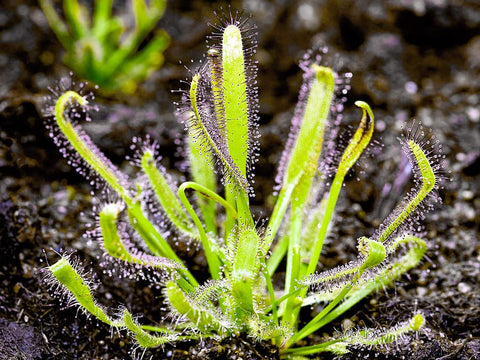 Doter pygmy sundews thrive when potted with this soil mix