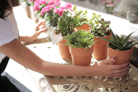 Doter repotting scene with houseplants using a bag of potting mix