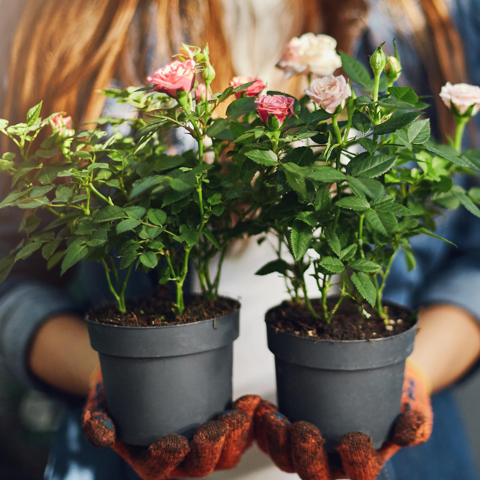 Doter Rose Soil Mix supports a healthier soil ecosystem to resist common rose ailments.