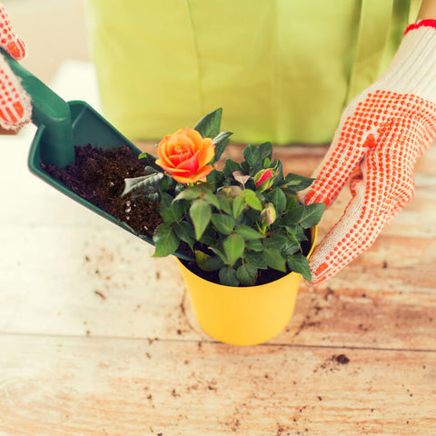 Indoor roses thriving in pots using Doter Rose Soil Mix.