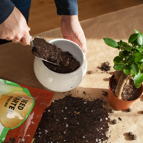 Doter Seed Starter Mix demonstrates drainage and aeration for robust seedlings.