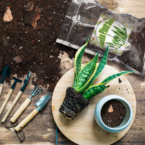Doter soil mix in a pot demonstrates easy care and strong foliage.