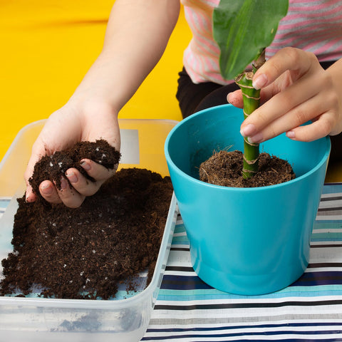 Doter soil mix supports Lucky Bamboo in various containers.