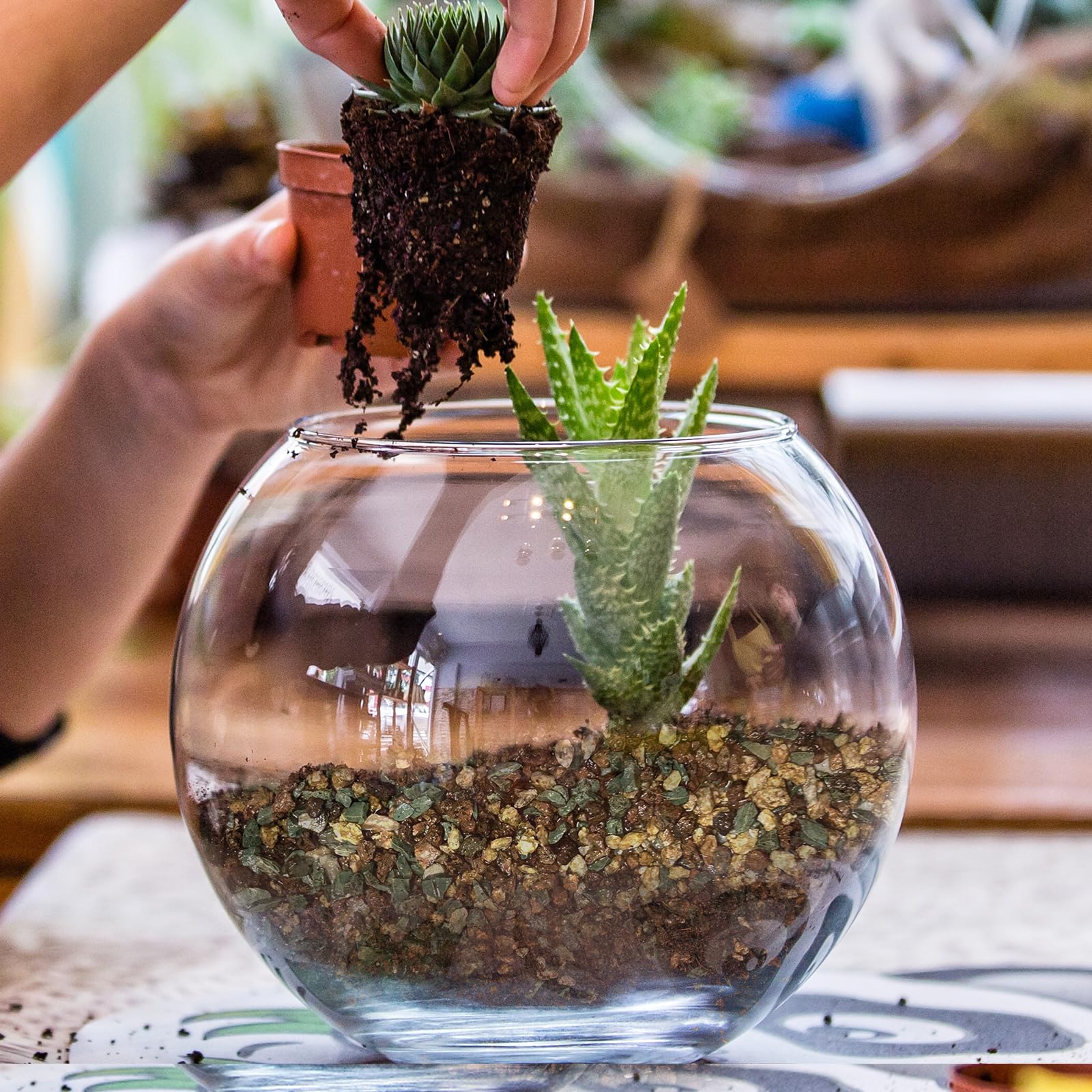 Doter Terrarium Desert-Tropical Setup shows versatility for different microhabitats.