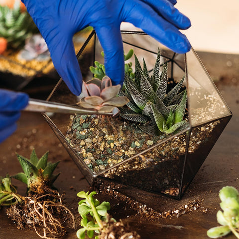 Doter Terrarium Nutrient-Rich Formula supports robust root development and lush foliage.