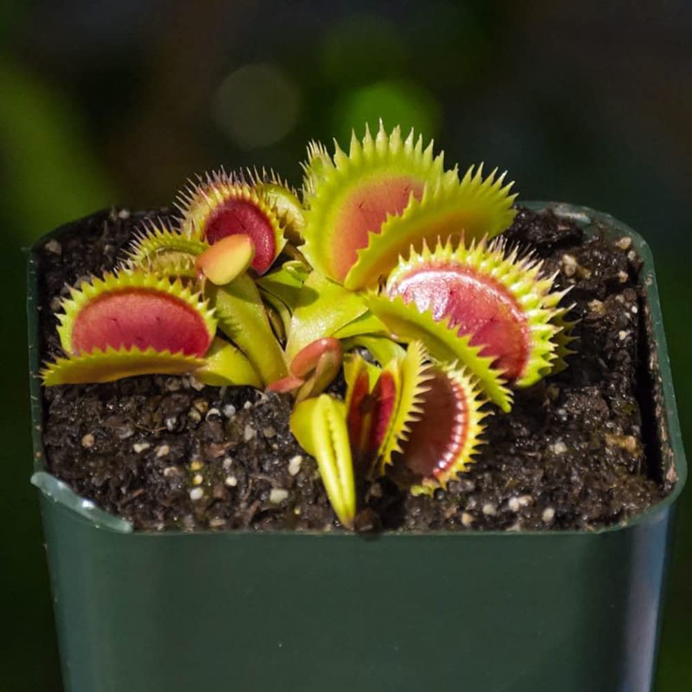 Doter Venus Flytrap repotting with soil mix shows healthy root space
