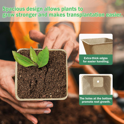 Pots with drainage holes prevent waterlogged seedlings.