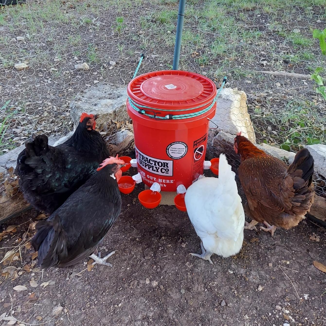 Close-up shows durable construction and secure fittings of the DoubleWood waterer.