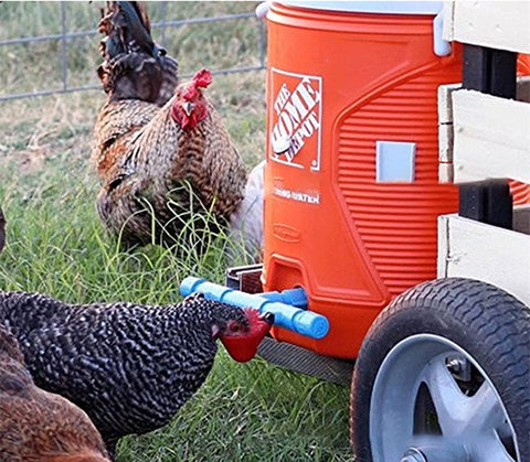 DoubleWood compatible with chickens, ducks, quail, pigeons, and parrots for various poultry.