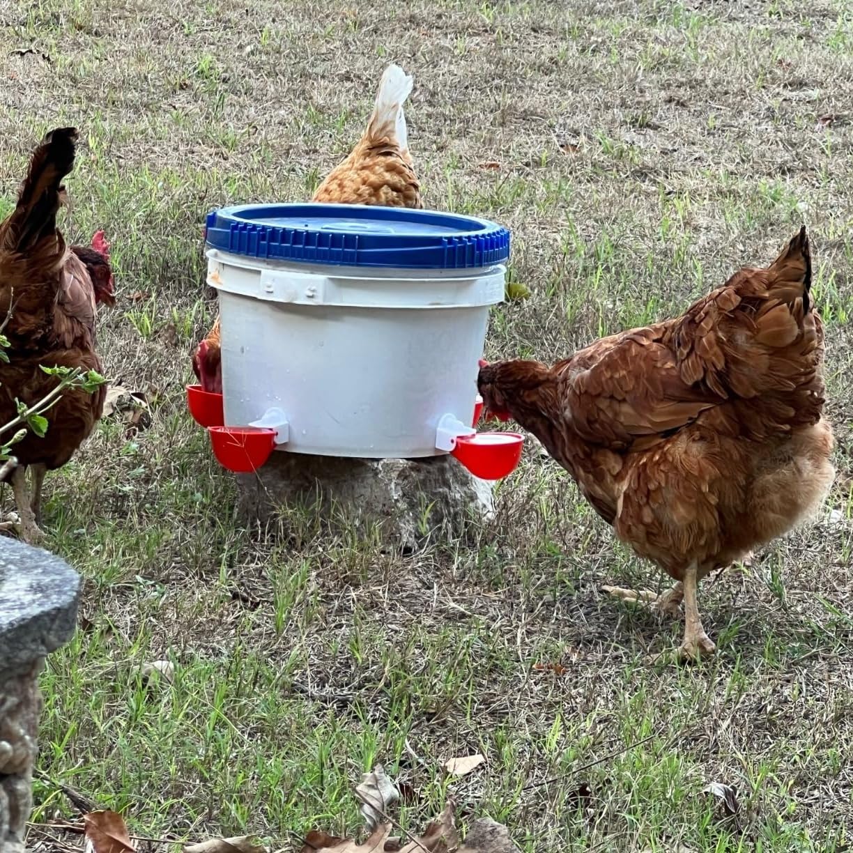DoubleWood waterer in duck run for versatile outdoor use.