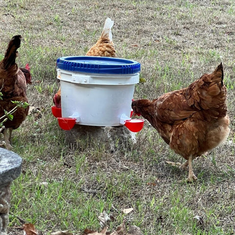 DoubleWood waterer in duck run for versatile outdoor use.