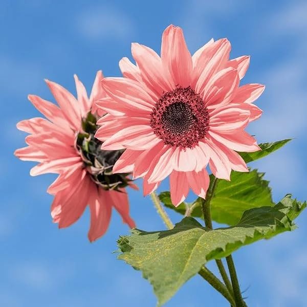DouxiE easy-grow sunflowers ideal for family gardening.
