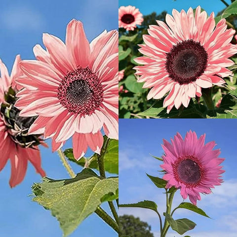 DouxiE garden planting instructions help you plant sunflowers successfully.