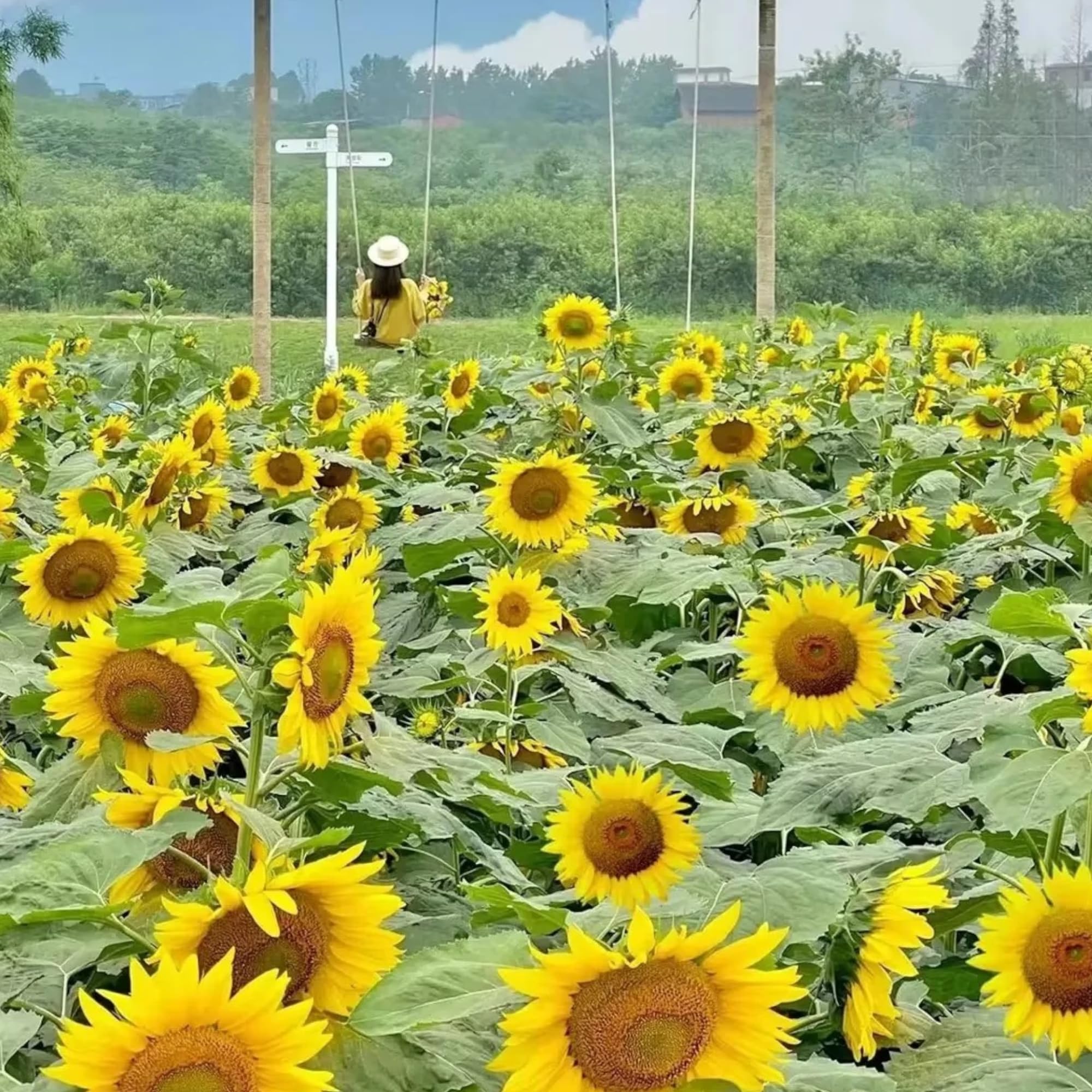 DouxiE garden setup featuring sunflowers adding rare elegance and charm.