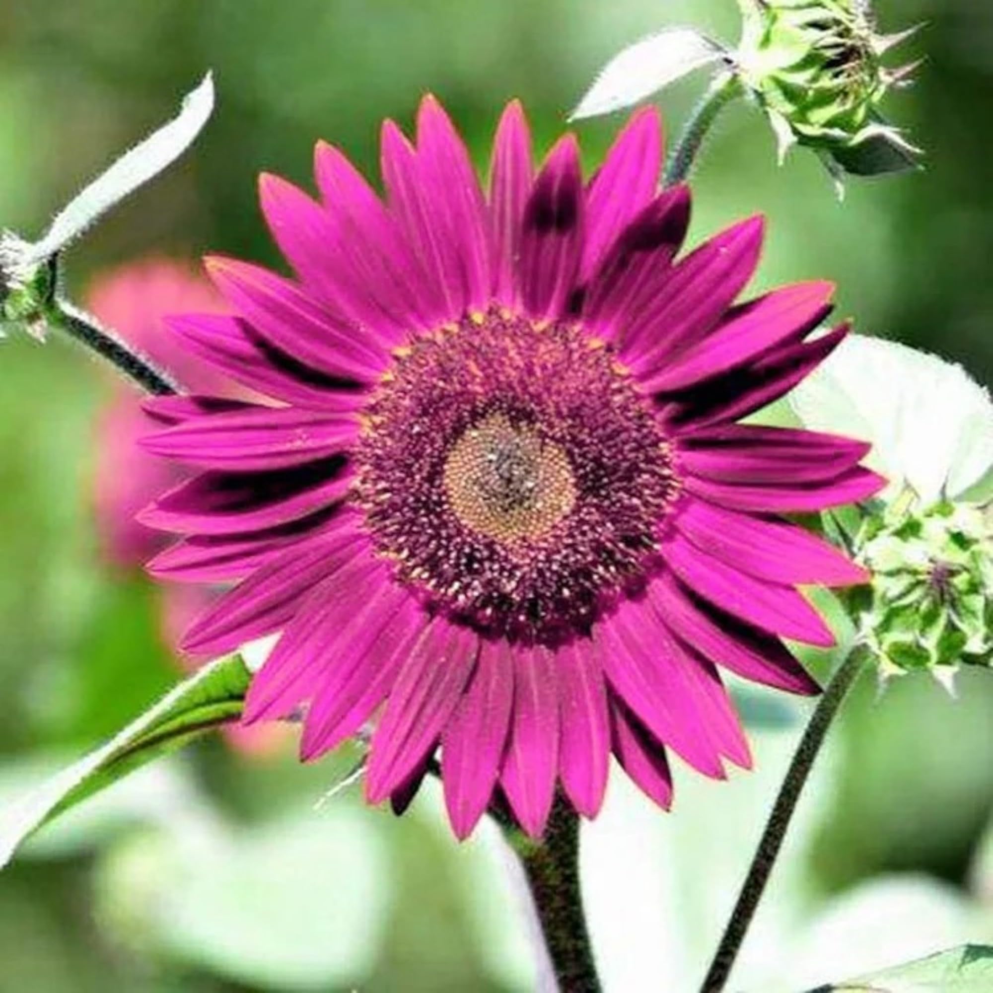 DouxiE heirloom non-GMO seeds for vibrant purple blooms in borders.