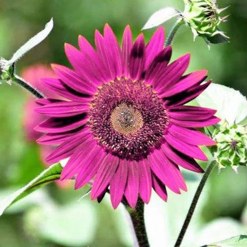 DouxiE heirloom non-GMO seeds for vibrant purple blooms in borders.