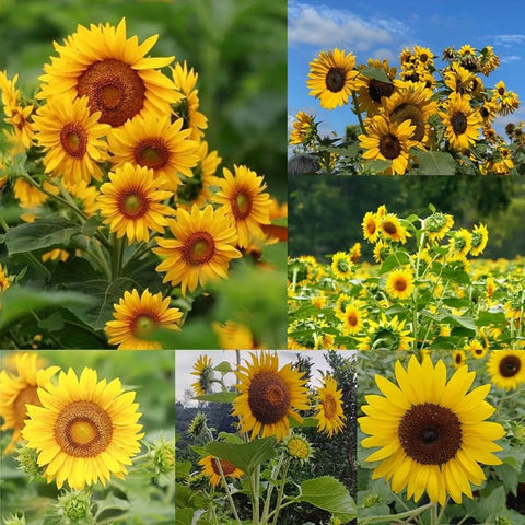 DouxiE multi-headed sunflower seeds pack ready for planting and dramatic blooms.