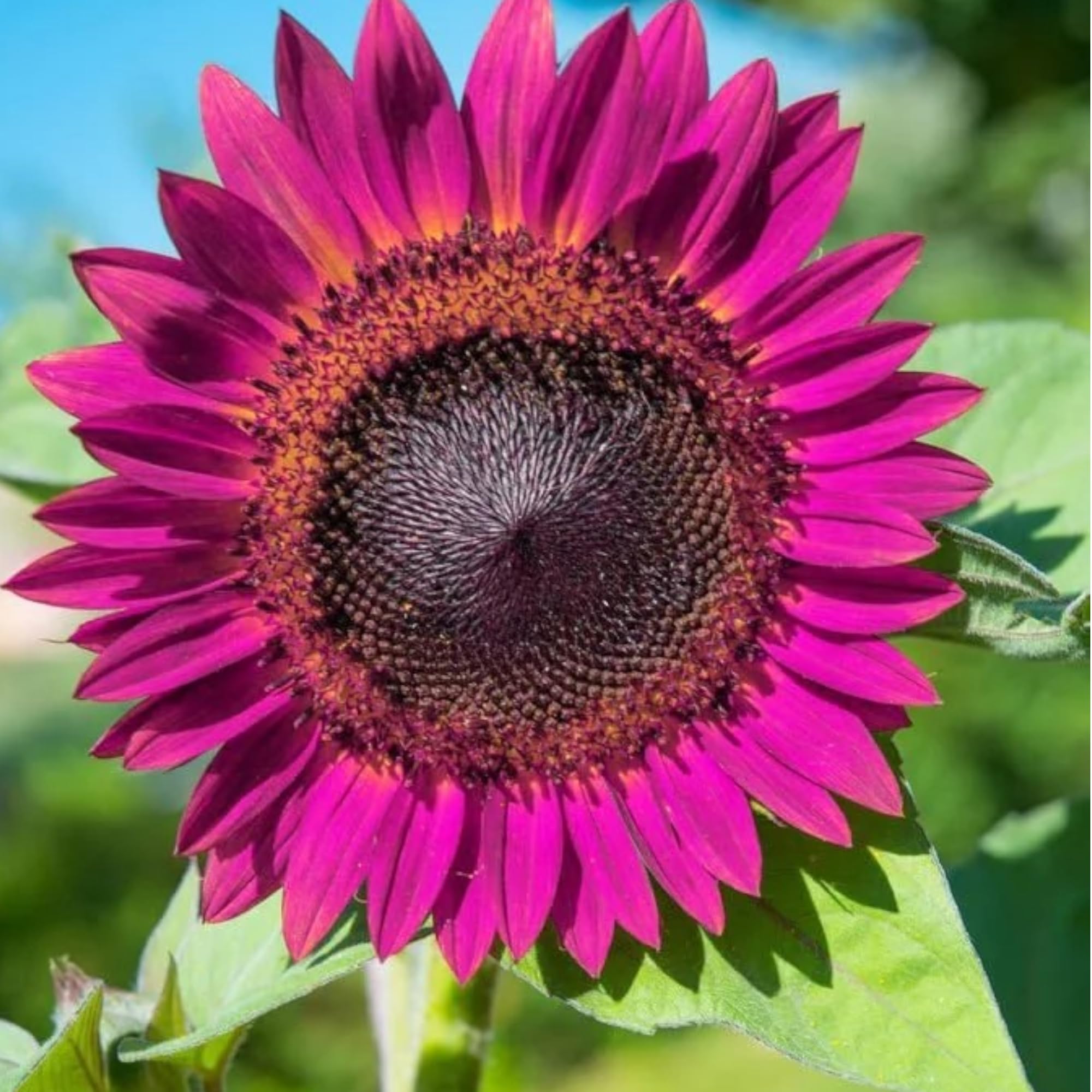 DouxiE purple sunflower seeds ready for planting in home gardens.