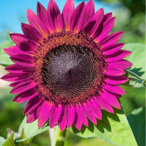 DouxiE purple sunflower seeds ready for planting in home gardens.