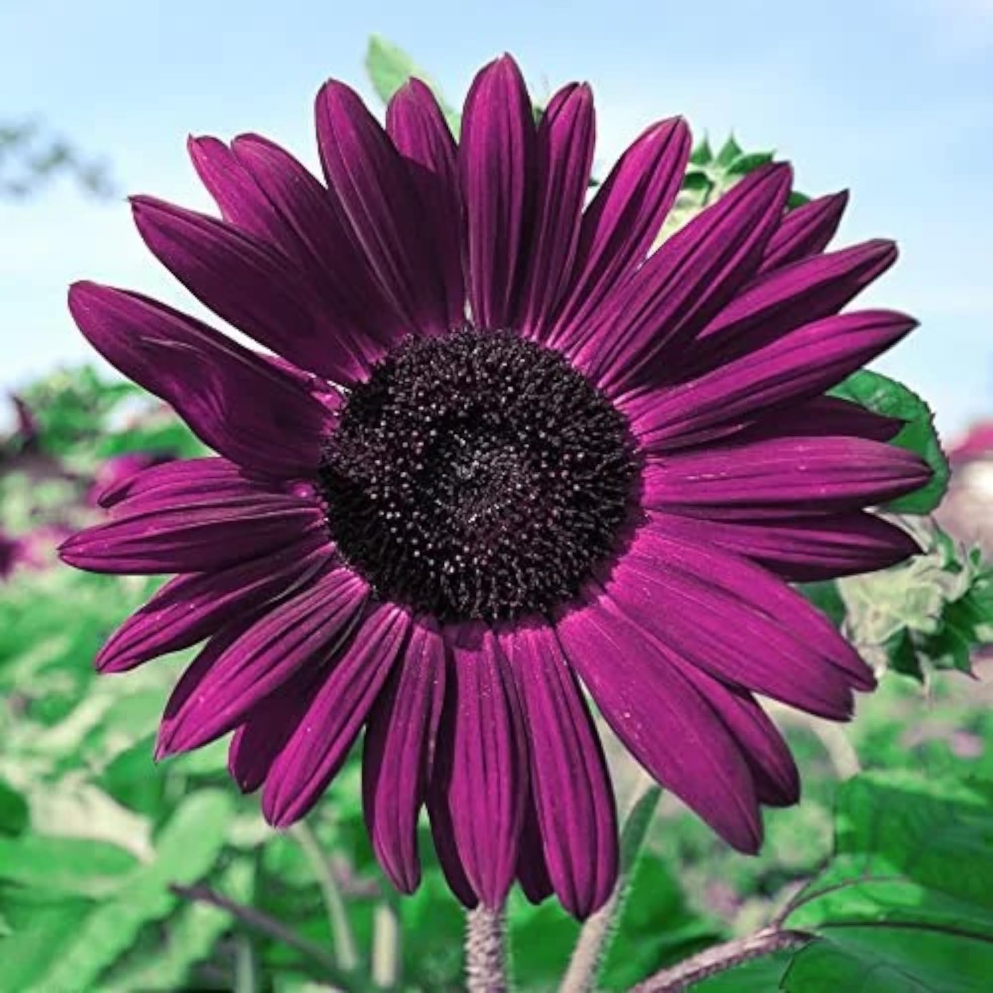 DouxiE purple sunflower seeds packaging for easy planning and gifting.