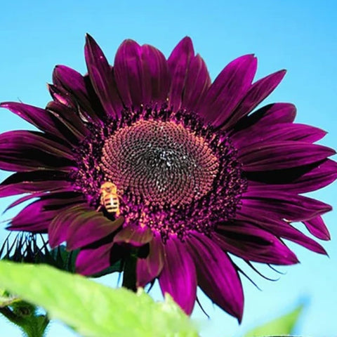 DouxiE purple sunflower seeds for ornamental focal points in beds.