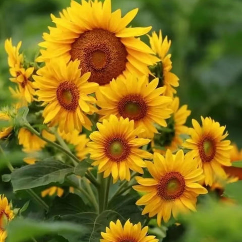 DouxiE sunflowers in garden display with large, colorful blooms.