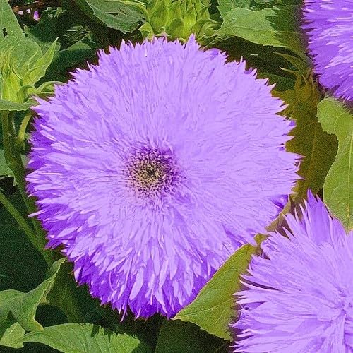 DouxiE sunflower seeds with planting instructions for an easy grow and annual blooms.