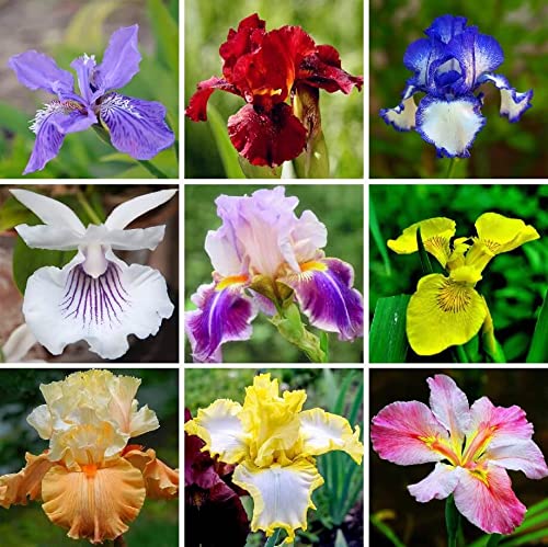 DouxiE 35pcs rare heirloom iris seeds for mixed colors, ideal for borders