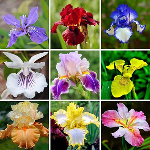 DouxiE 35pcs rare heirloom iris seeds for mixed colors, ideal for borders