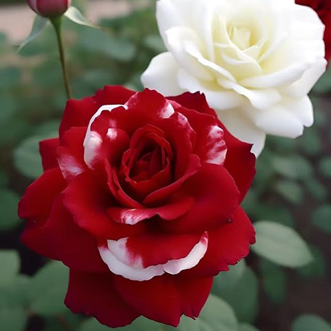 Douxie garden scene showing twilight-hued roses ready to brighten borders.