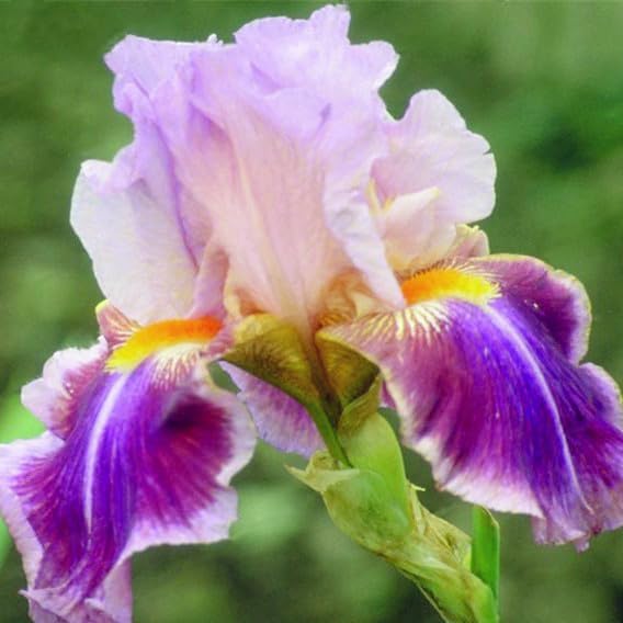 DouxiE rare irises add texture and height to beds and containers