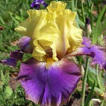 DouxiE garden-friendly iris seeds suit beginners and seasoned gardeners