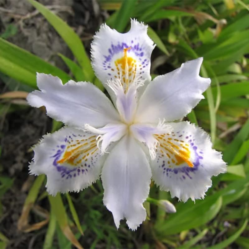 DouxiE seeds deliver bold blooms in orange pink and blue for garden accents