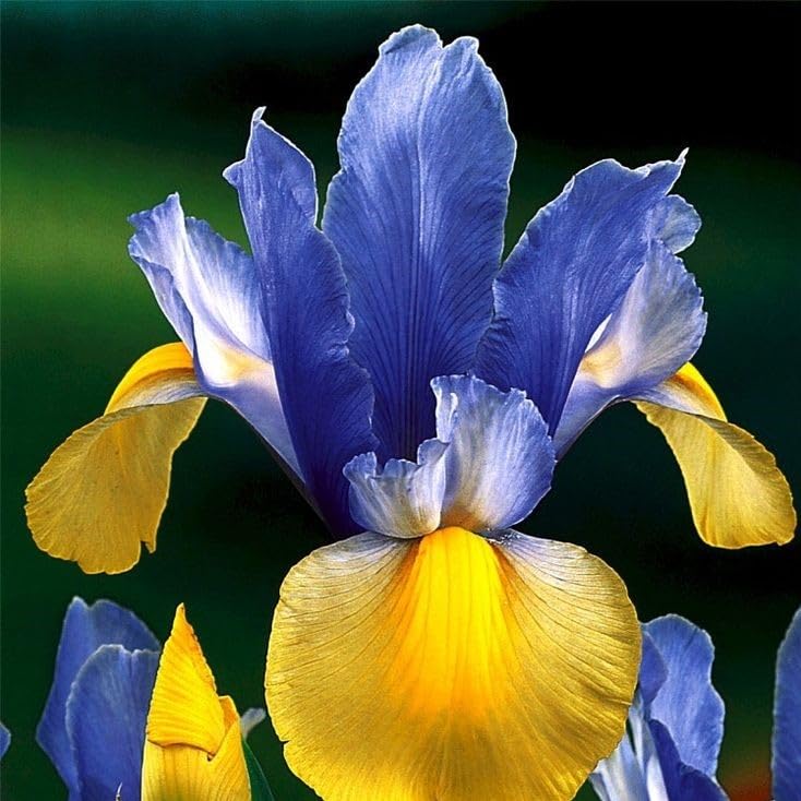 DouxiE iris seeds offer uncommon varieties to create a unique focal point