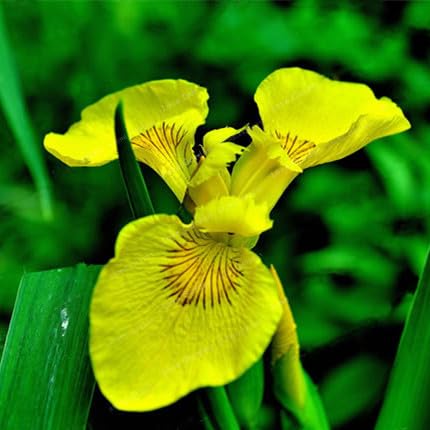DouxiE rare iris seeds promise colorful transitions across seasons in your landscape