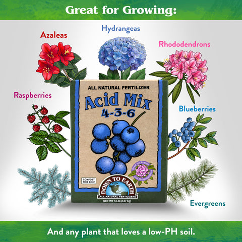 Blueberries thriving after applying Down To Earth acid mix fertilizer.