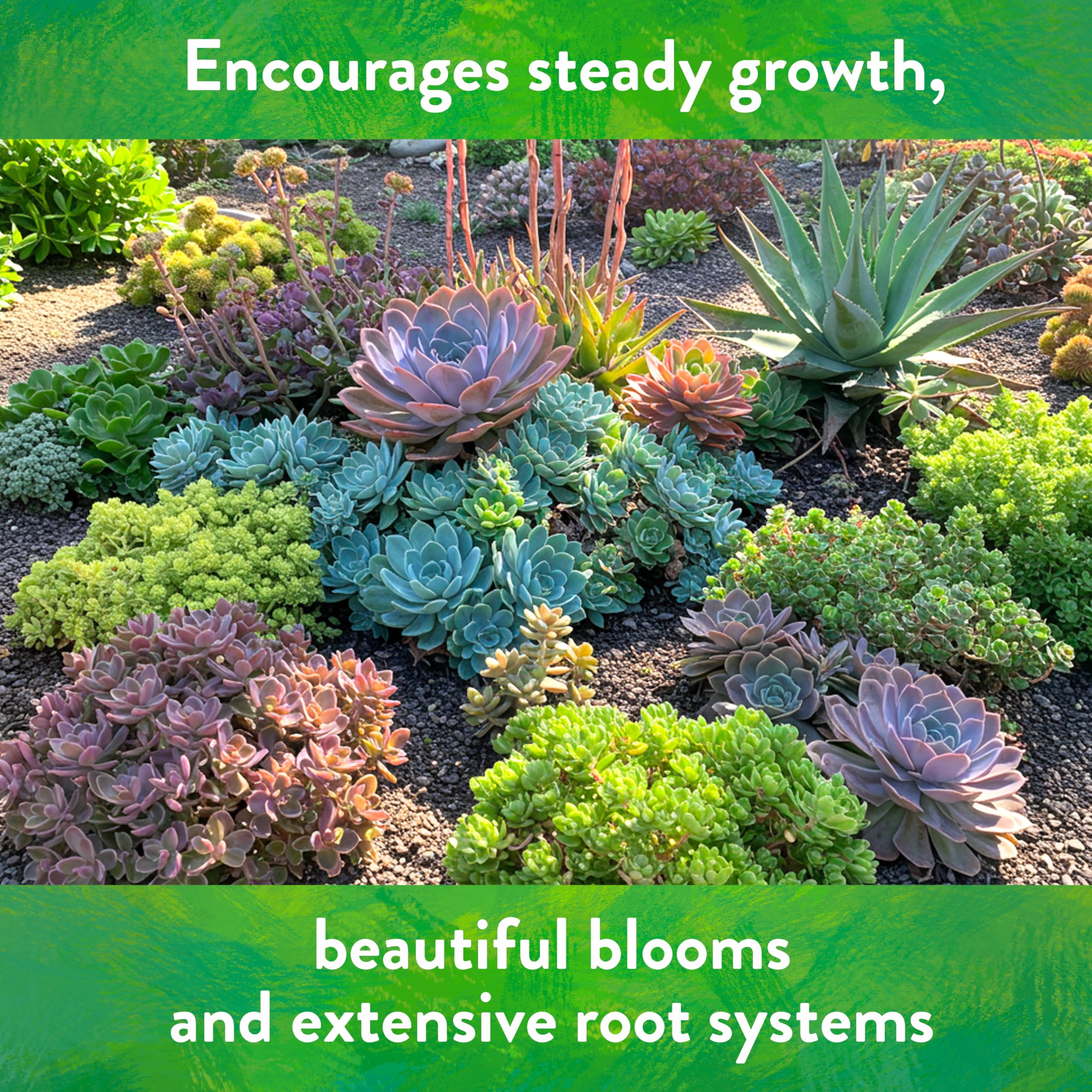 Down To Earth balanced mix for succulents and cacti supports steady growth.